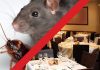 danger rats restaurant rat roach