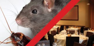 danger rats restaurant rat roach