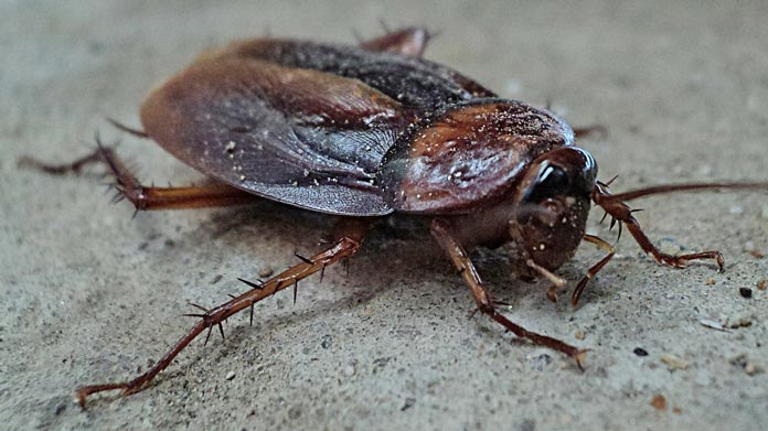 cockroach cockroaches