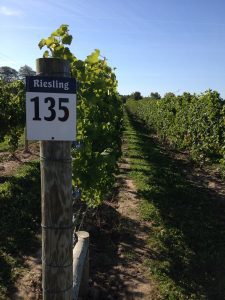 riesling-vineyard-post-sign-at-3-bros; Finger Lakes Wine Alliance