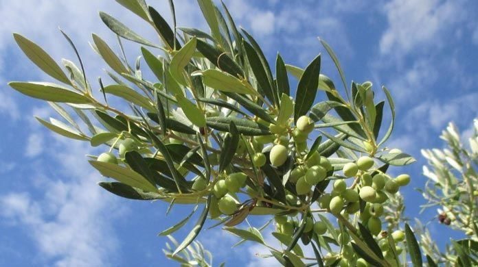 olive tree olive oil