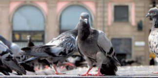 Pest Birds Pigeons