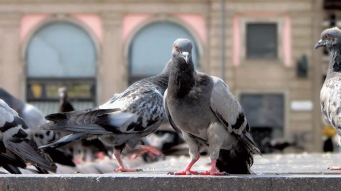 Pest Birds Pigeons