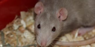 rats rodents mice