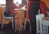 service animals dog restaurant