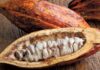 2021 trends cacao pods 2020 holiday