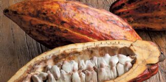 2021 trends cacao pods 2020 holiday
