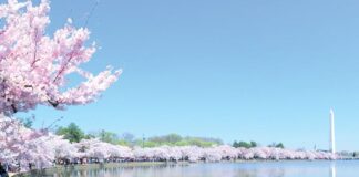 cherry blossoms three tier system