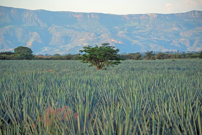 Tequila Tromba Agave Fields Jalisco