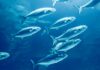 Oceanic Global Blue Standard Sustainability