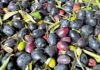 olive oil harvest fresh gourmet