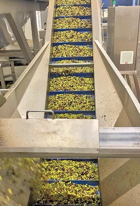 olives washed before pressing oil extrusion