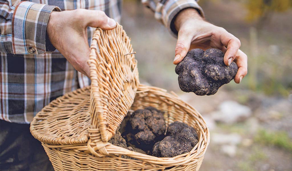 winter truffles