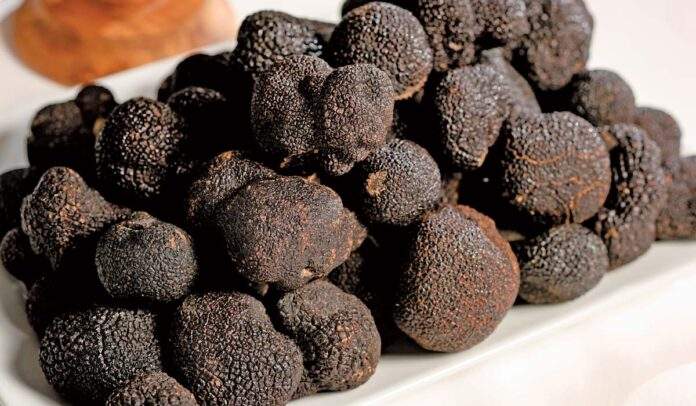 Fresh Périgord black truffles