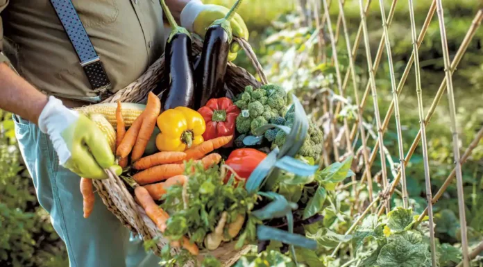 holding basket with vegetables