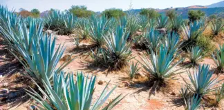 celebrity tequila agave field production jalisco mexico
