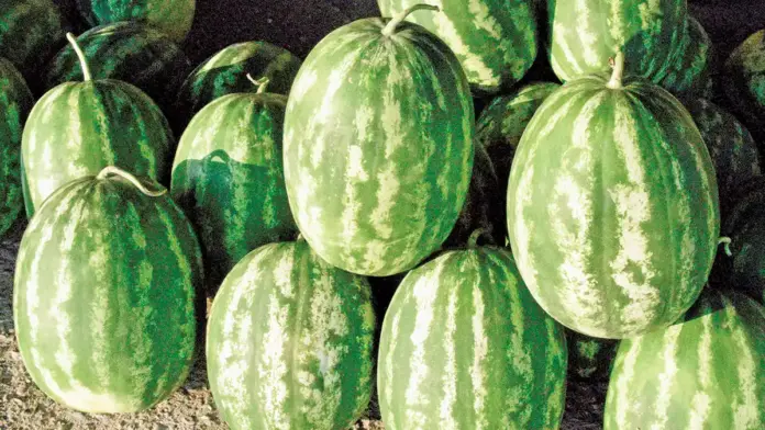 Fresh Watermelons in Greece