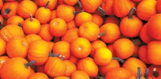 sugar pumpkins squash