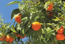 Bitter Orange Trees in Athens Greece Citrus Fruits