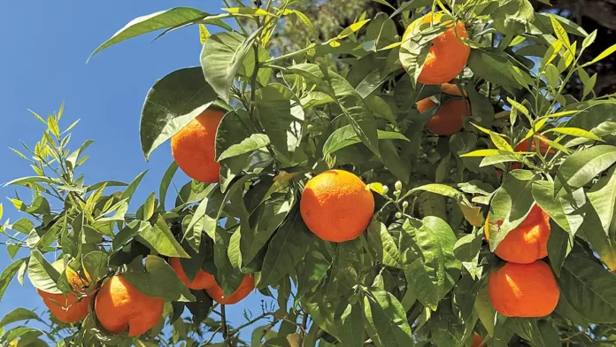 Bitter Orange Trees in Athens Greece Citrus Fruits