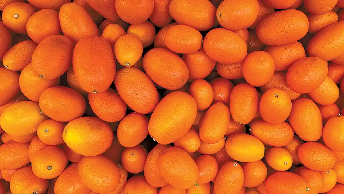 citrus fruits Kumquats from Corfu