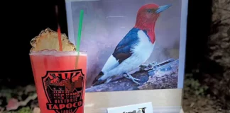 Liquid Souvenirs Woodpecker Tapoco Drink Bird