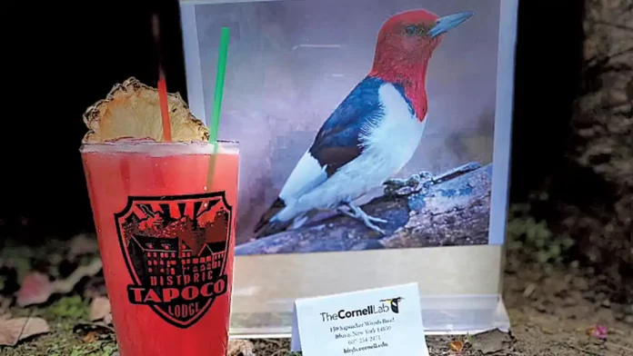 Liquid Souvenirs Woodpecker Tapoco Drink Bird